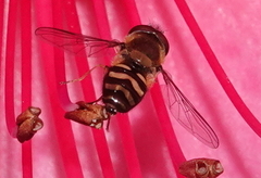 Lapposyrphus aberrantis
