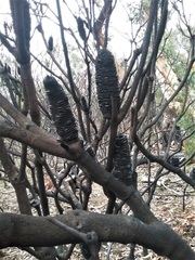 Banksia penicillata