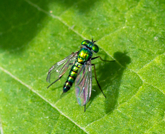 Condylostylus caudatus