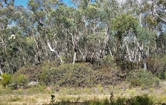 Banksia penicillata