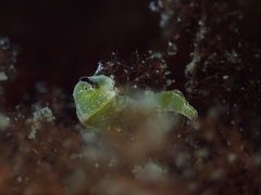 Elysia viridis
