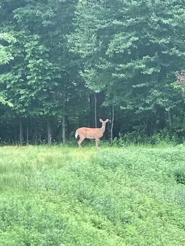 photo of White-tailed Deer (Odocoileus virginianus)