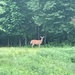 photo of White-tailed Deer (Odocoileus virginianus)