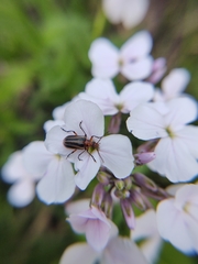 Brachysomida bivittata