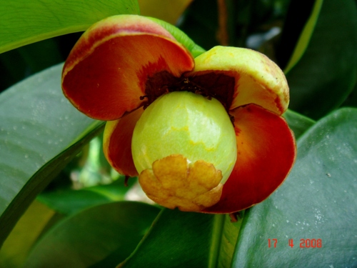 Garcinia mangostana