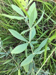 Baptisia bracteata leucophaea