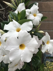 Mandevilla laxa