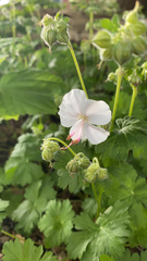 Geranium macrorrhizum