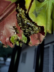 Mischocyttarus mexicanus