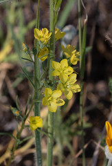 Hesperolinon breweri