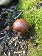 Pholiota highlandensis