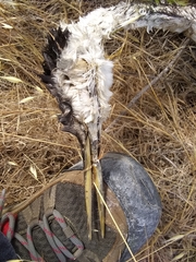 Aechmophorus occidentalis