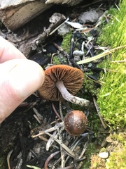 Pholiota highlandensis