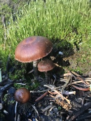 Pholiota highlandensis