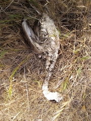 Aechmophorus occidentalis