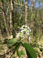 Amelanchier sanguinea