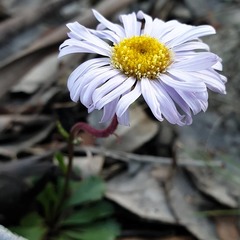 Brachyscome spathulata