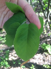 Amelanchier sanguinea