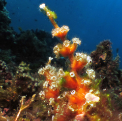 Image of Nausithoe racemosa