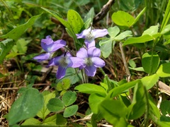 Viola novae-angliae