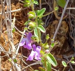 Sairocarpus vexillocalyculatus