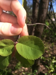 Amelanchier sanguinea