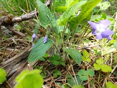 Viola novae-angliae