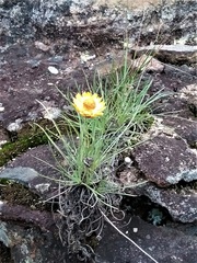Leucochrysum graminifolium