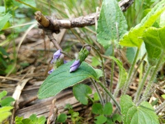 Viola novae-angliae
