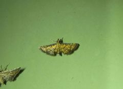 Metasia polytima