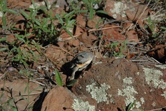 Phrynosoma hernandesi