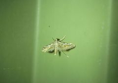 Parapoynx dentizonalis