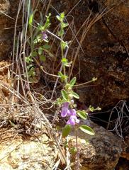 Sairocarpus vexillocalyculatus