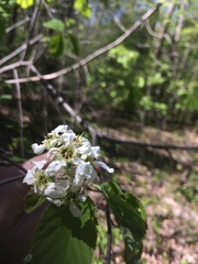 Amelanchier sanguinea
