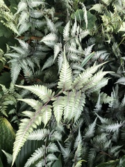 Athyrium niponicum