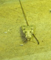 Agrotis interjectionis