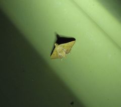 Endotricha psammitis