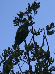 Amazona viridigenalis