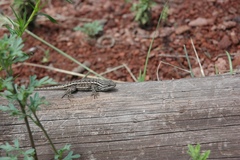 Sceloporus tristichus