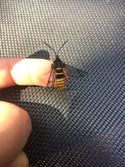 Synanthedon sequoiae