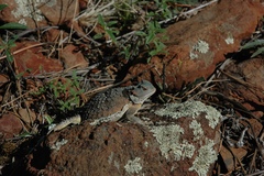 Phrynosoma hernandesi