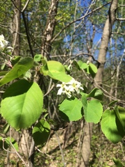 Amelanchier sanguinea