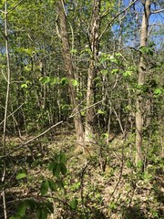 Amelanchier sanguinea