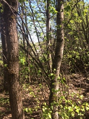 Amelanchier sanguinea