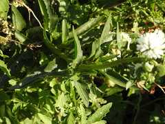 Gymnocoronis spilanthoides