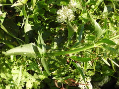 Gymnocoronis spilanthoides