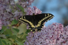 Papilio machaon bairdii