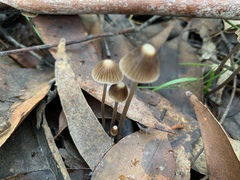 Mycena albidofusca