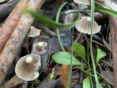 Mycena albidofusca