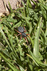 Trachelopachys